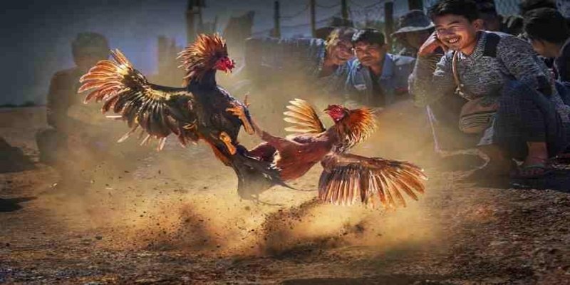 Kiểm tra đường truyền mạng giúp săn cá mượt mà 